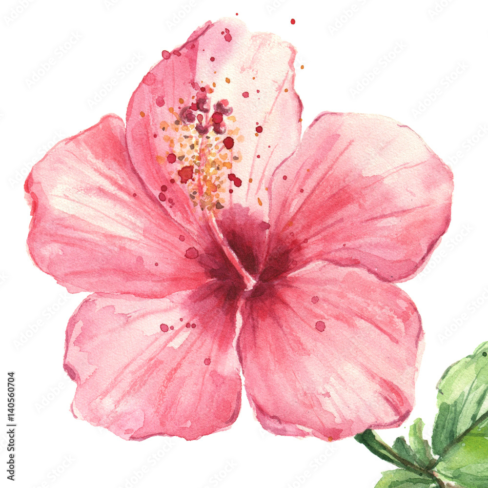Pink hibiscus flower isolated on white background, watercolor Stock ...