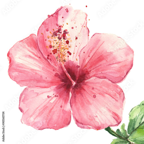 Obraz na płótnie Różowy poślubnika kwiat odizolowywający na białym tle, akwarela