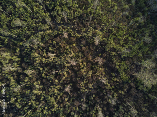 Aerial view of the Italian forest