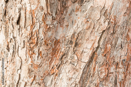 Rough texture of the thick bark of the apple tree, over the surface of many cracks that form the wood cells, an abstract background