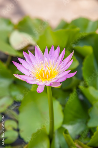 Pink lotus flower  and leaves background.