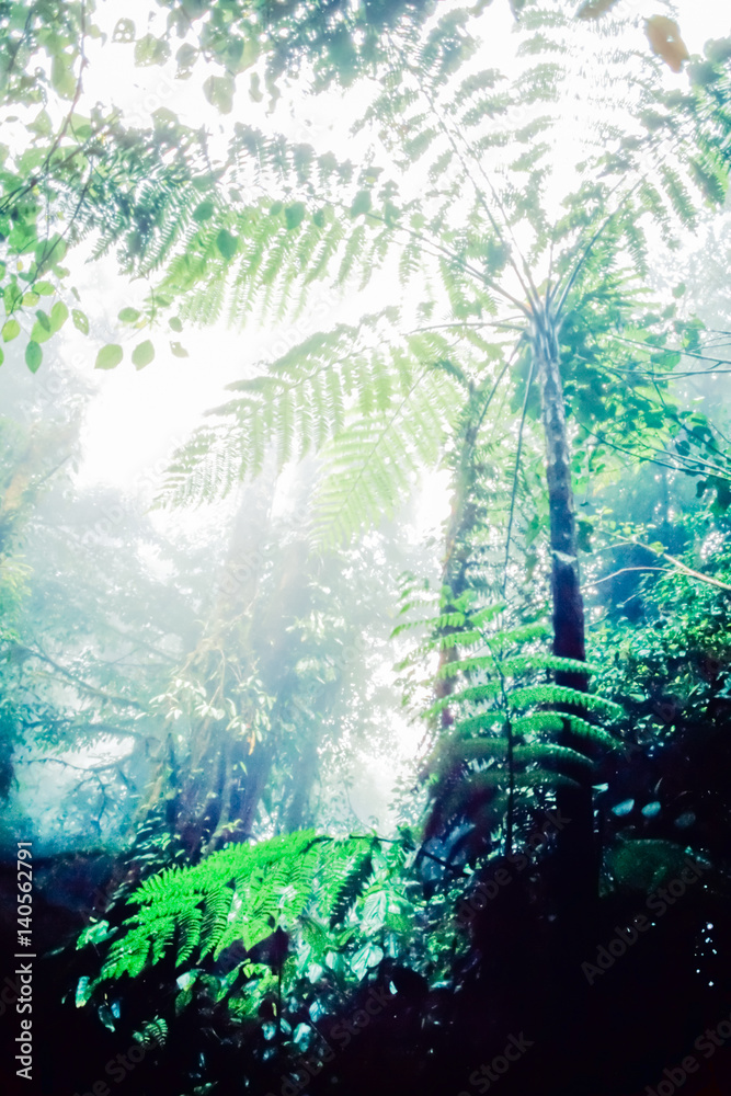 Lush Monteverde Cloud Forest Reserve Costa Rica