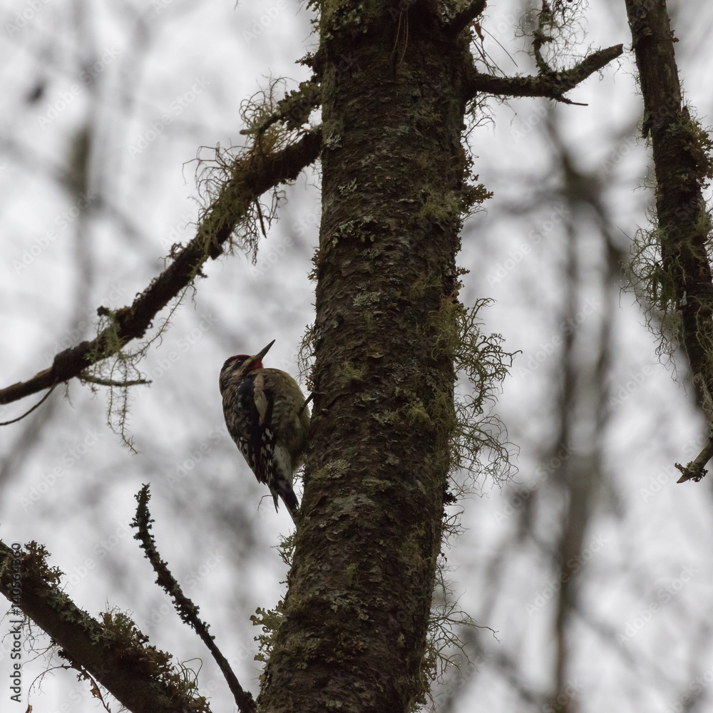 Yellow-bellied Sapsucker on a tree at Cataloochee Valley, Great Smoky Mountains National Park, North Carolina, USA Yellow-bellied Sapsucker on a tree at Cataloochee Valley, Great Smoky Mountains National Park, North Carolina, USA