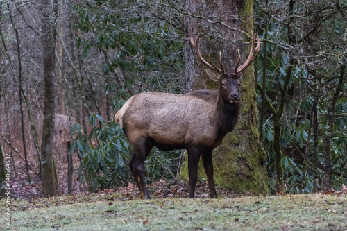 Elk at Cataloochee Valley, Great Smoky Mountains National Park, North Carolina © Dimitris Timpilis
