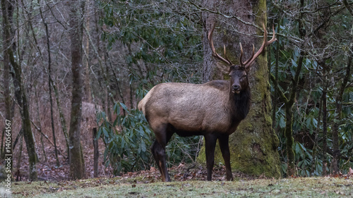 Elk Staring, at Cataloochee Valley, Great Smoky Mountains National Park, North Carolina