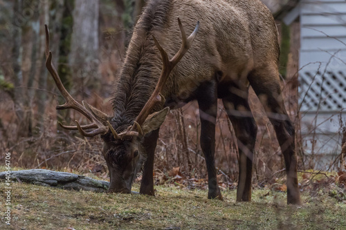 Elk eating at Cataloochee Valley, Great Smoky Mountains National Park, North Carolina