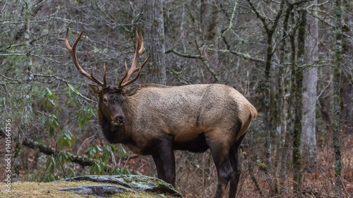 Elk at Cataloochee Valley  Great Smoky Mountains National Park  North Carolina