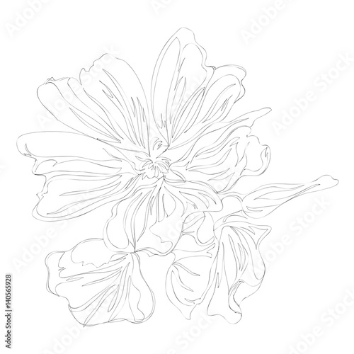 beautiful flowers line art continuous line drawing