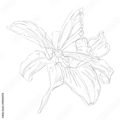 beautiful flowers line art continuous line drawing