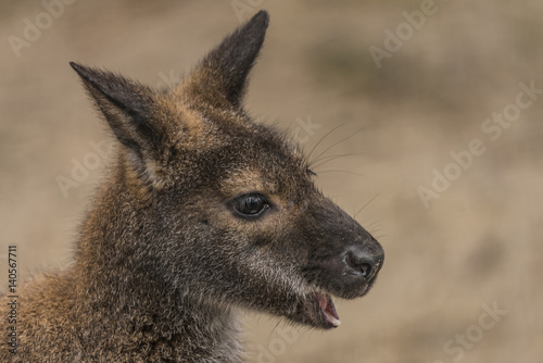 Red-necked wallaby in spring day