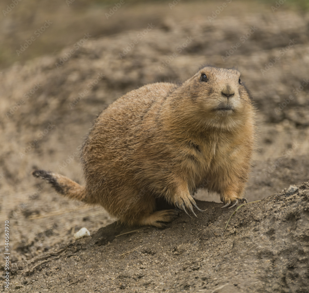 Ground squirrel in spring day eating vegetable Ground squirrel in spring day eating vegetable