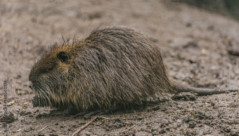 Coypu in winter day eating food Coypu in winter day eating food