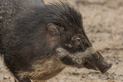 Slika na platnu Visayan warty pig in ZOO Decin