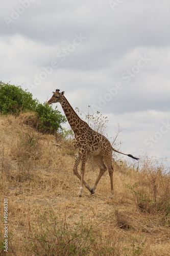 A Male Giraffe Walking in Tanzania