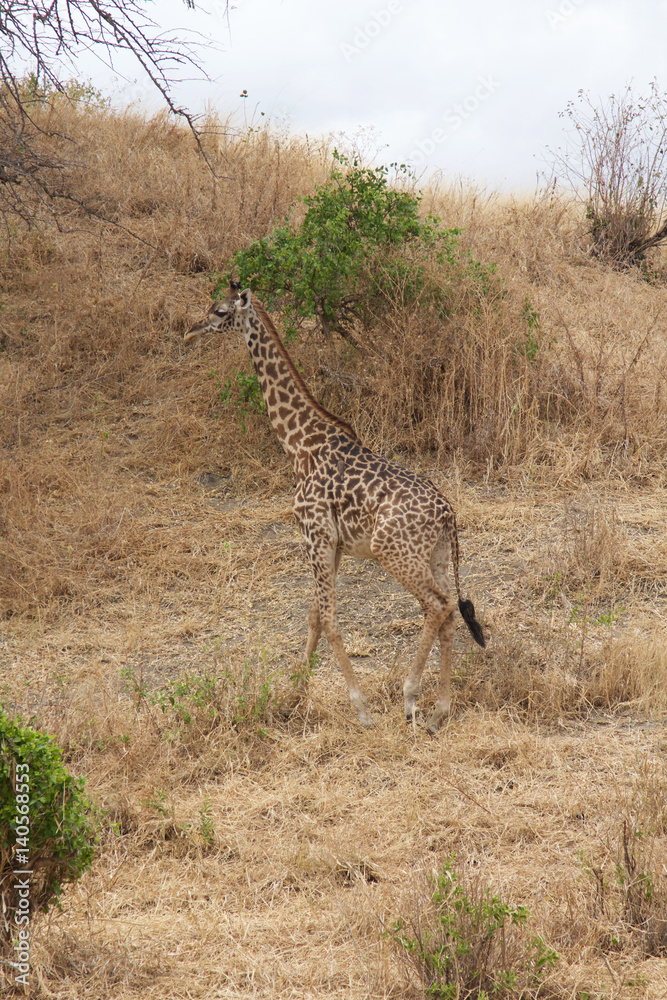 Fototapeta premium A Single Giraffe Walking in Tarangire National Park