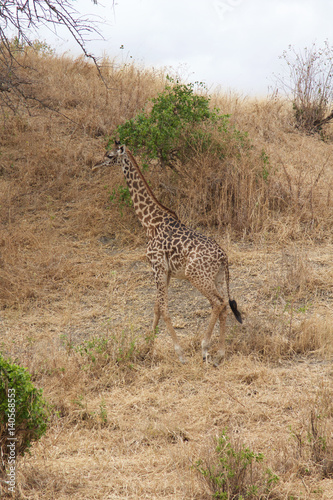 A Single Giraffe Walking in Tarangire National Park