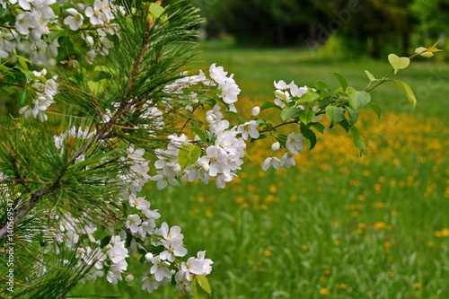 branch of Apple tree blossoms on a background of green field with yellow dandelions. photo