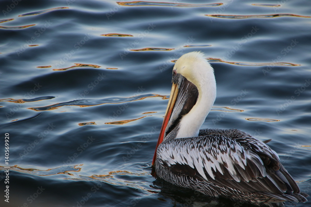 Fototapeta premium Pelican2