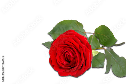 Fototapeta Naklejka Na Ścianę i Meble -  Red rose isolated on a white background