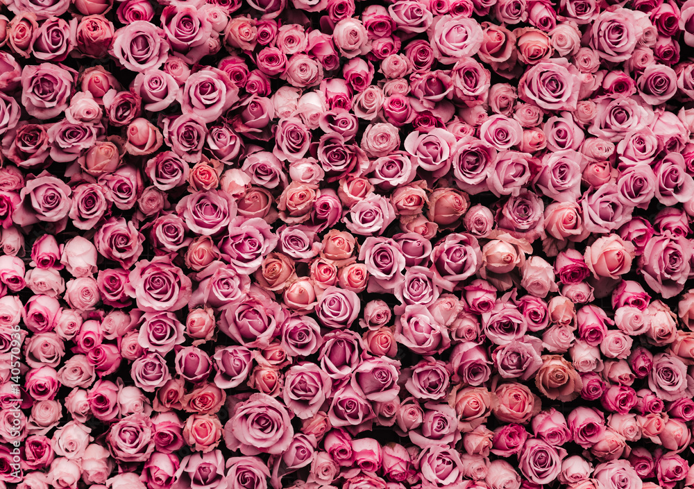 Naklejka premium tło ściany kwiaty z niesamowitymi różami