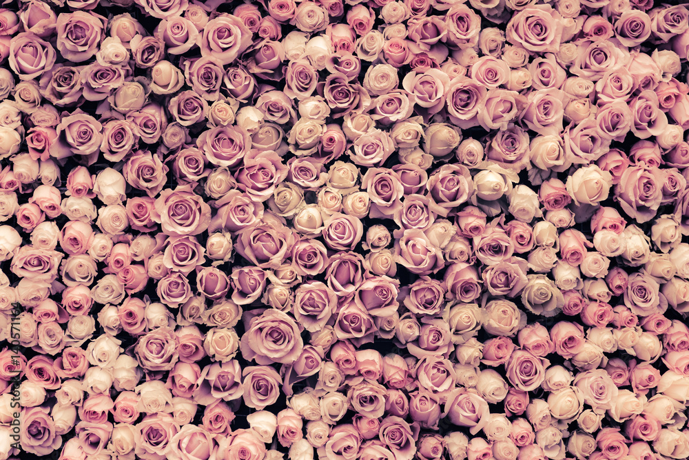 Fototapeta tło ściany kwiaty z niesamowitymi różami