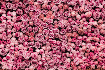 Poster Rozen Bloemenmuur met weelderige rozen  © joeycheung