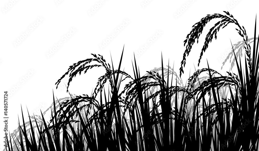 Ripe Rice 2d Photo & Art Print Rice ripe for harvest, Adrian Hillman