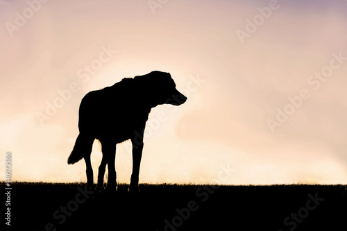 Silhouette of Poised German Shepherd Mix Dog Standing Guard at Sunset