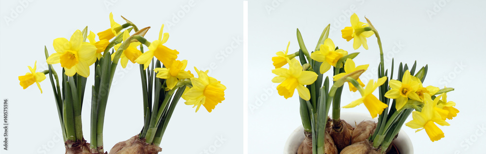 Narzissen, Osterglocken, Narcissus - Hintergrund freigestellt, isolated Narzissen, Osterglocken, Narcissus - Hintergrund freigestellt, isolated