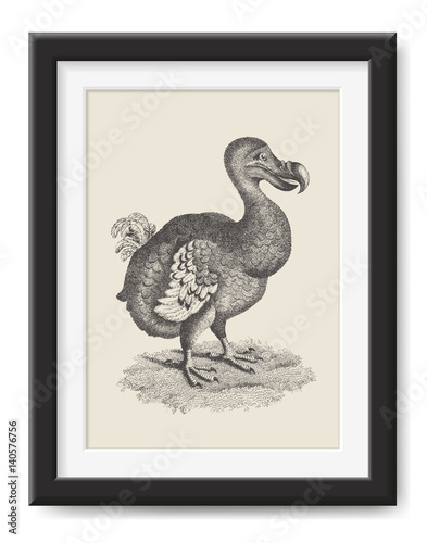 retro illustration: vintage drawing of a dodo bird - poster print or (funny) graphic design element