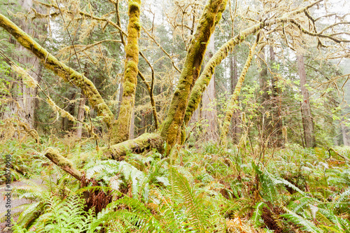 Fotografi Redwood National and State Parks California CA USA