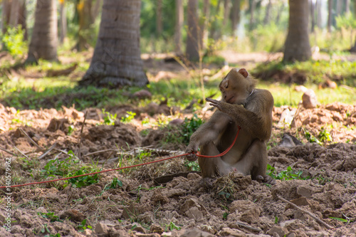 pig-tailed monkeys photo