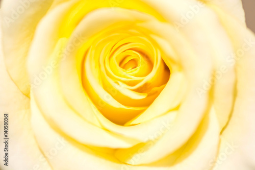 closeup yellow rose