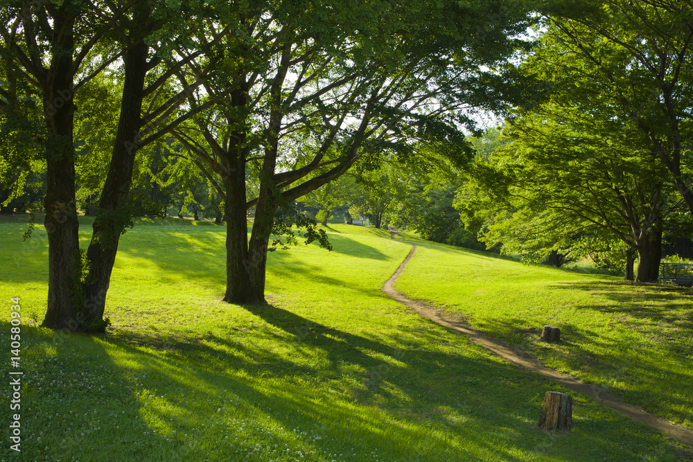 Obraz premium 公園 新緑