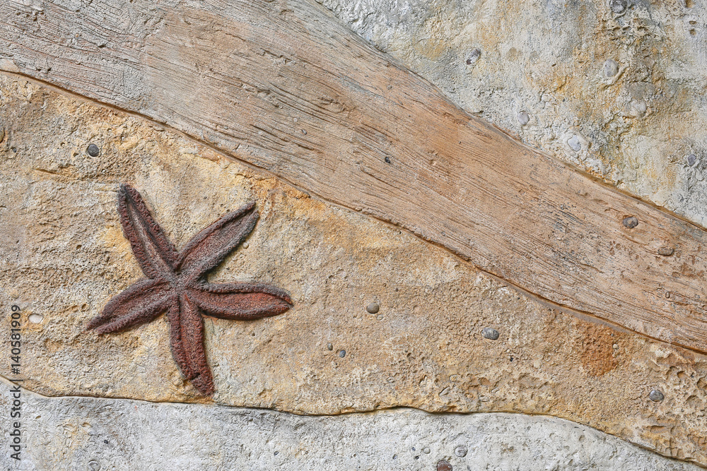 Starfish Replica fossil on the wall Starfish Replica fossil on the wall