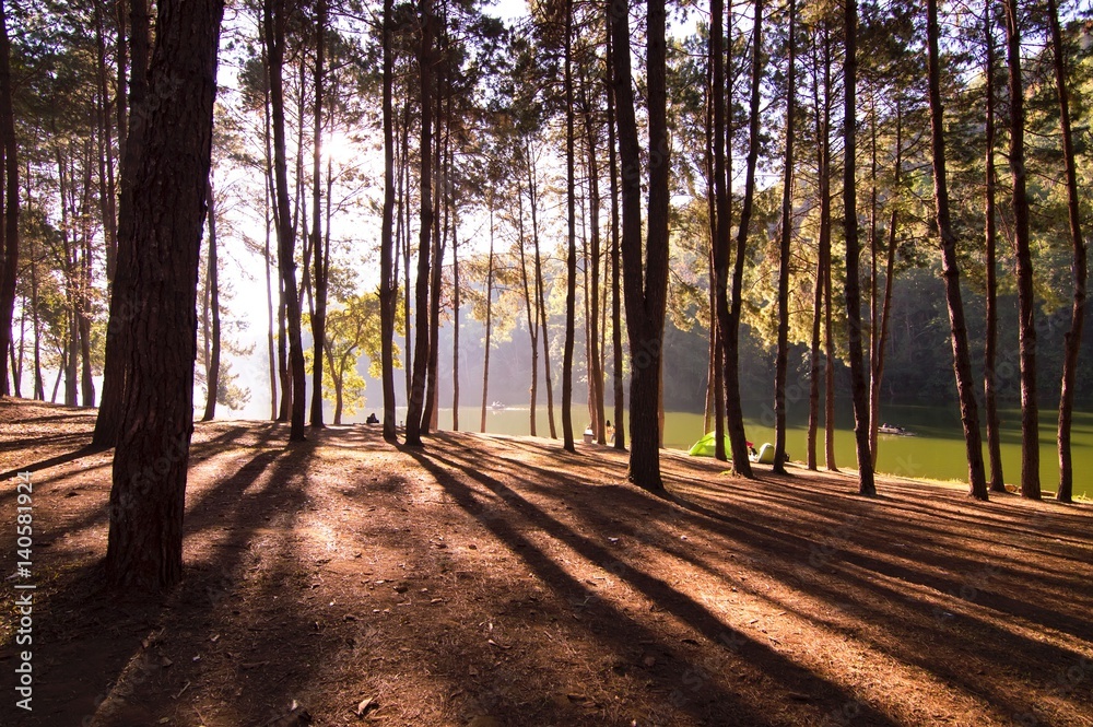 Morning scene in the forest with long shadow Morning scene in the forest with long shadow
