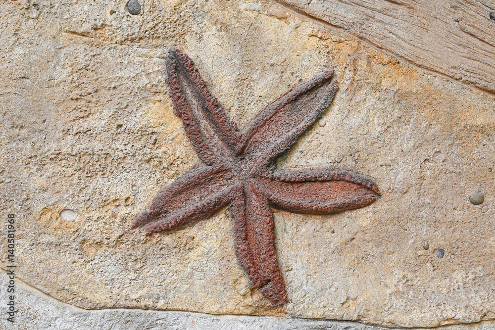 Starfish Replica fossil on the wall Starfish Replica fossil on the wall