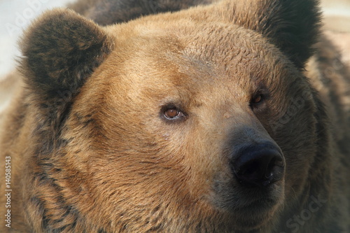 Marsicano brown bear photo