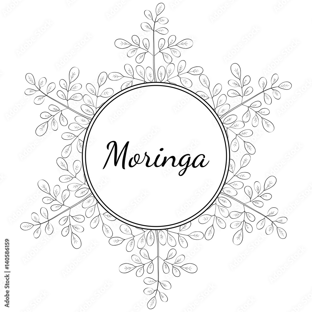 Moringa oleifera, medicinal plant. Hand drawn botanical sketch illustration, frame. Template, banner.