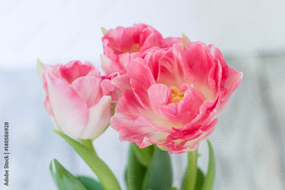 Beautiful bouquet of pink tulips on a white background