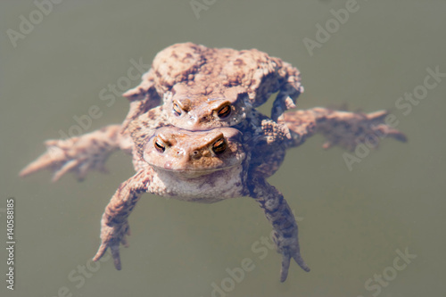 Toads in water - pairing