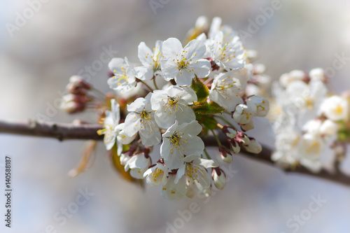 Blossoming cherry