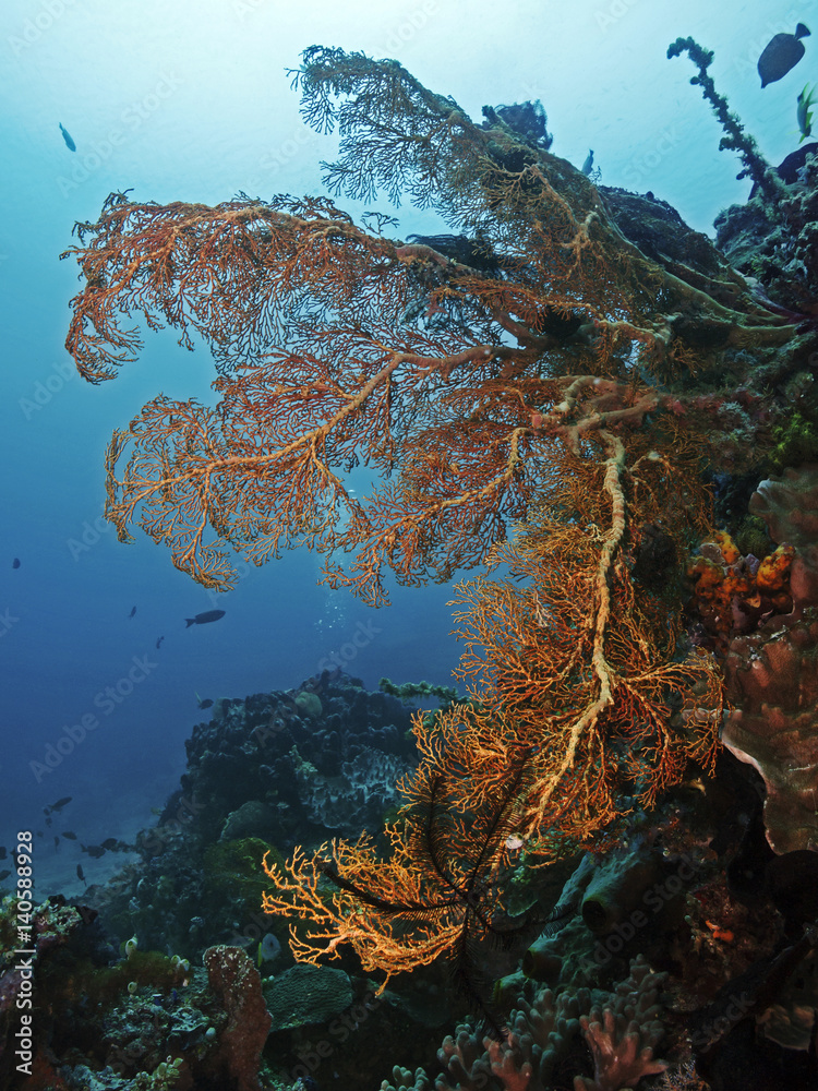 Naklejka premium Red Sea Fan, Roter Riesen-Knotenfächer (Melithaea ochracea)
