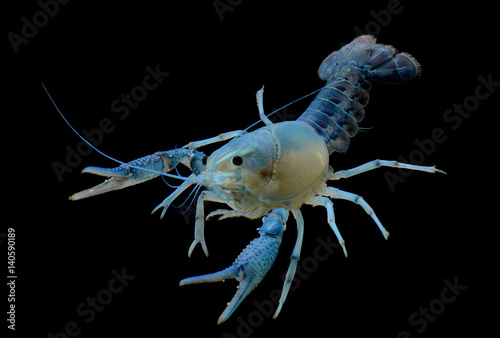 blue ghost crayfish isolated over black