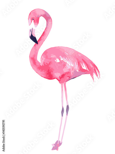 Naklejka Akwarela flamingo. Malowany obraz. Ilustracji wektorowych