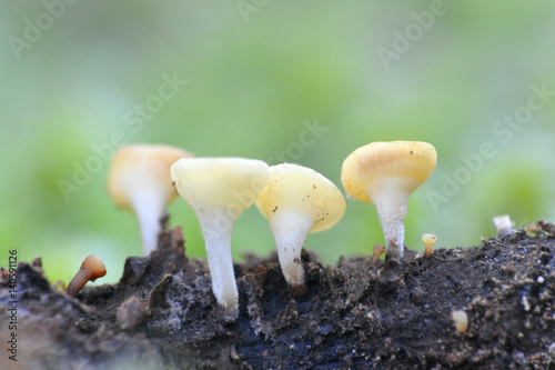 Ascomycete. group of very small  mushrooms on a rotten branch, Beauty in the forest photo