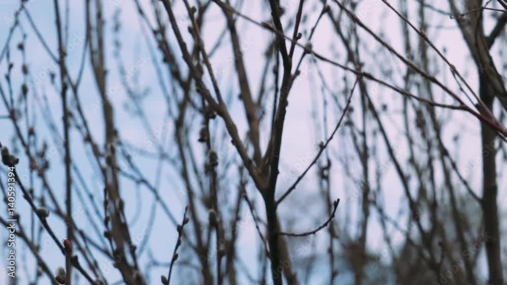 Nature in spring, pond in the forest, branches of plants. 50fps.
Nature in spring, pond in the forest, branches of plants. 50fps.