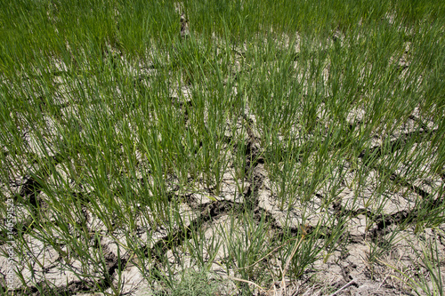 Rice field With Cracked Dried Earth