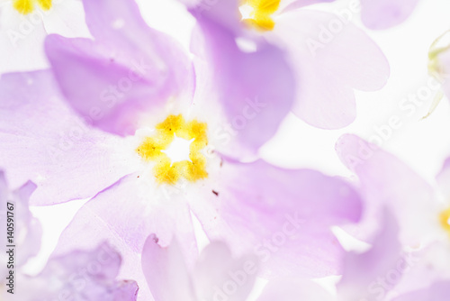 purple flowers © Maksim Shebeko