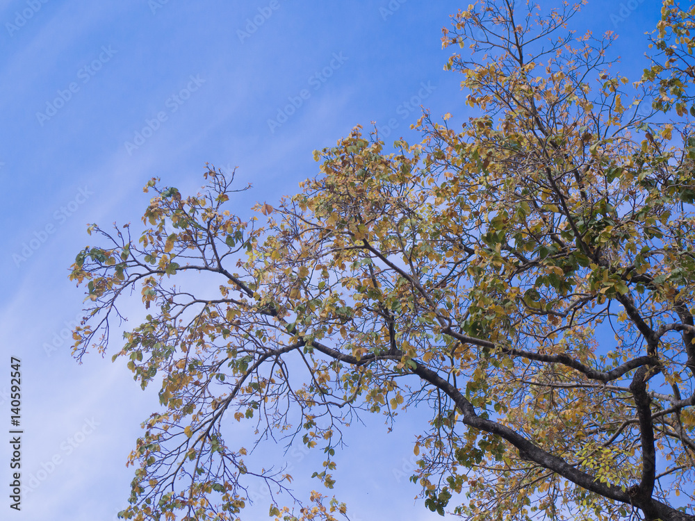 Tree and blue sky Tree and blue sky